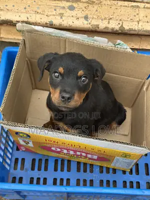 1-3 months Male Purebred Rottweiler