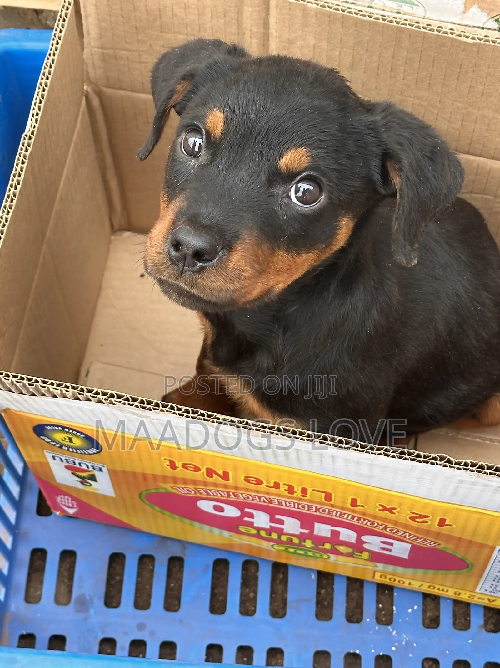 1-3 months Male Purebred Rottweiler