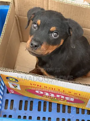 1-3 months Male Purebred Rottweiler
