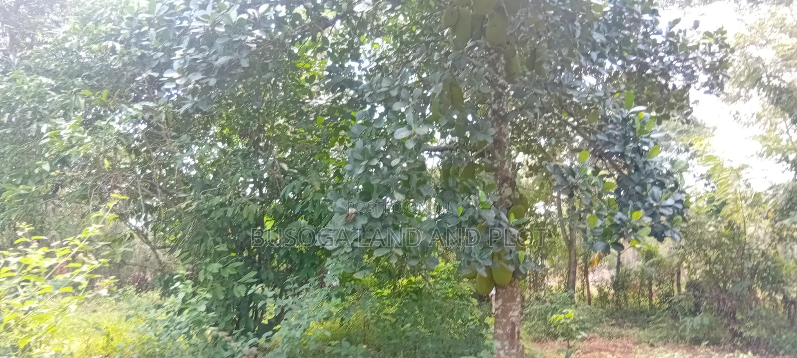 1.5 Acres of Land With Semi-Finished House Structure, Kasambira Kamuli