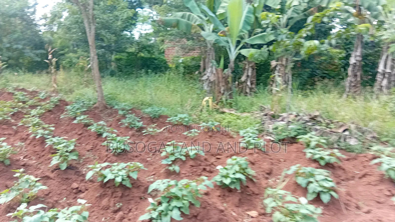 1.5 Acres of Land With Semi-Finished House Structure, Kasambira Kamuli
