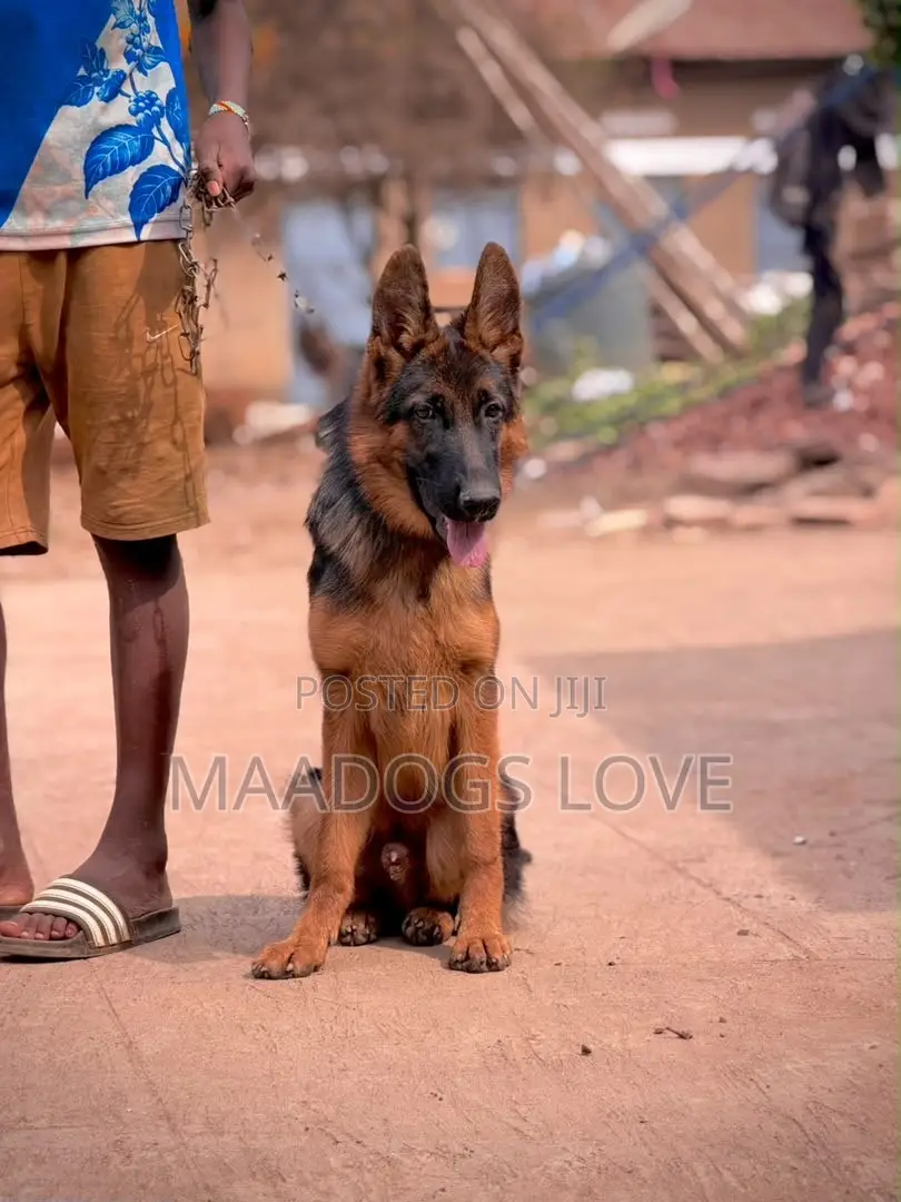 3-6 months Male Purebred German Shepherd