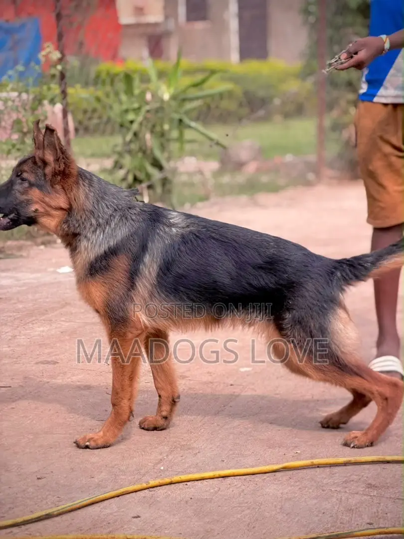 3-6 months Male Purebred German Shepherd