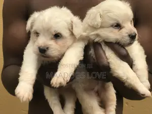 1-3 months Male Purebred Maltese