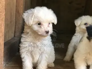 1-3 months Male Purebred Maltese