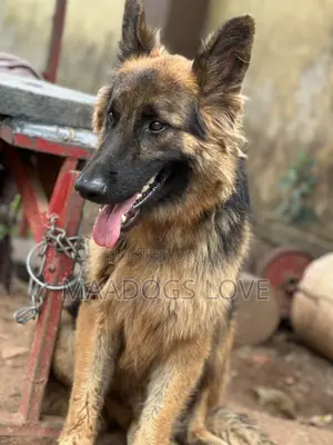 6-12 months Male Purebred German Shepherd