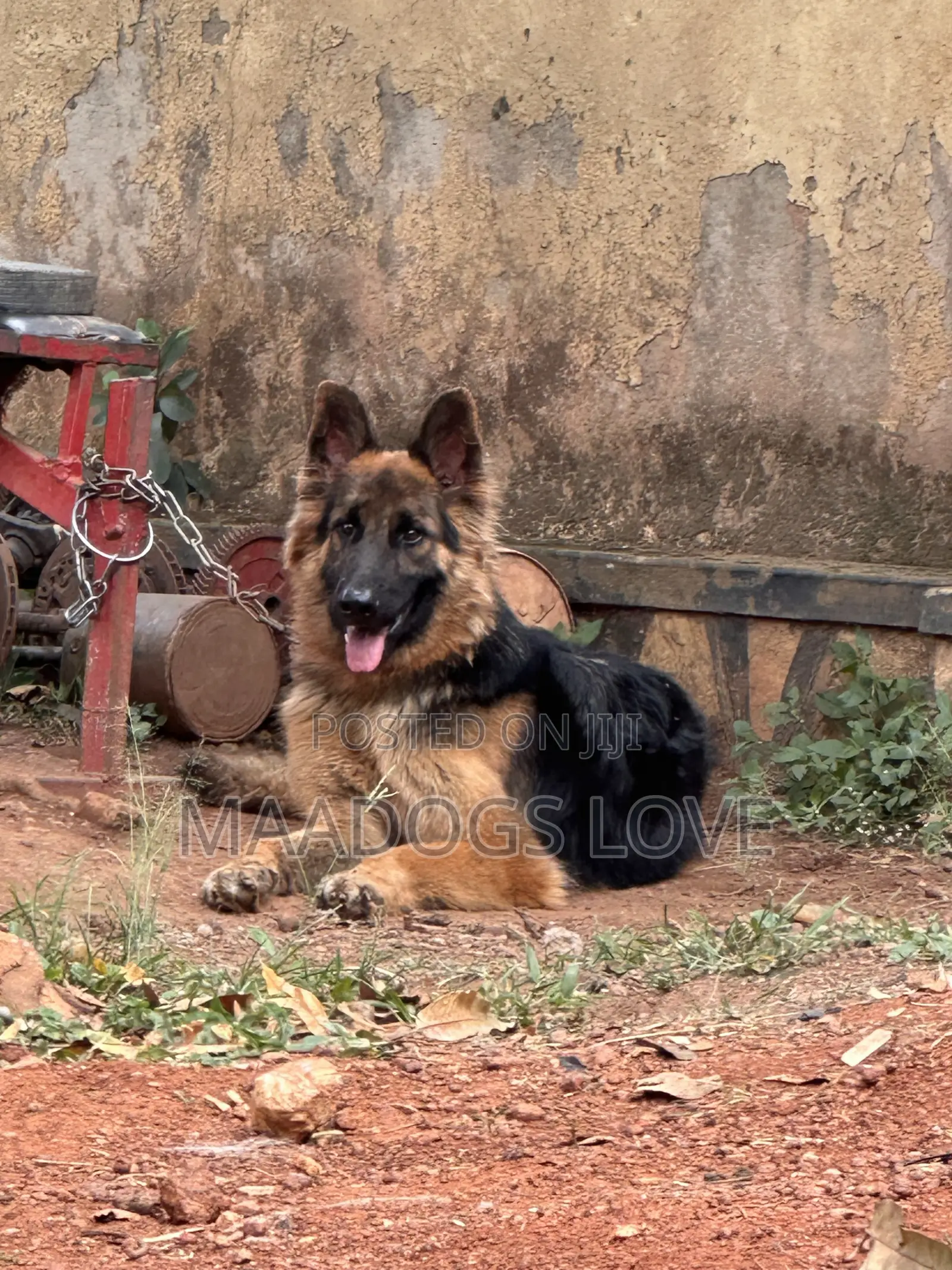 6-12 months Male Purebred German Shepherd