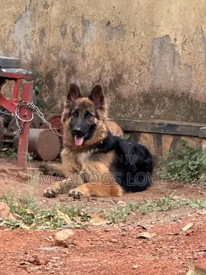 6-12 months Male Purebred German Shepherd