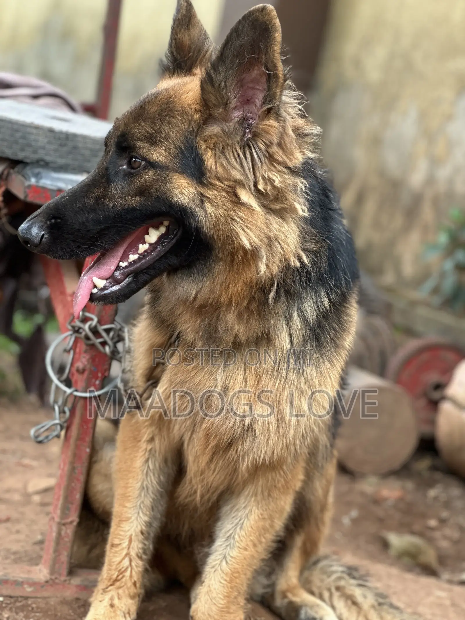 6-12 months Male Purebred German Shepherd