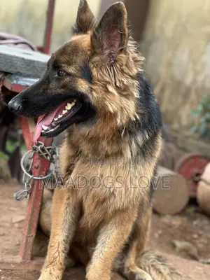 6-12 months Male Purebred German Shepherd