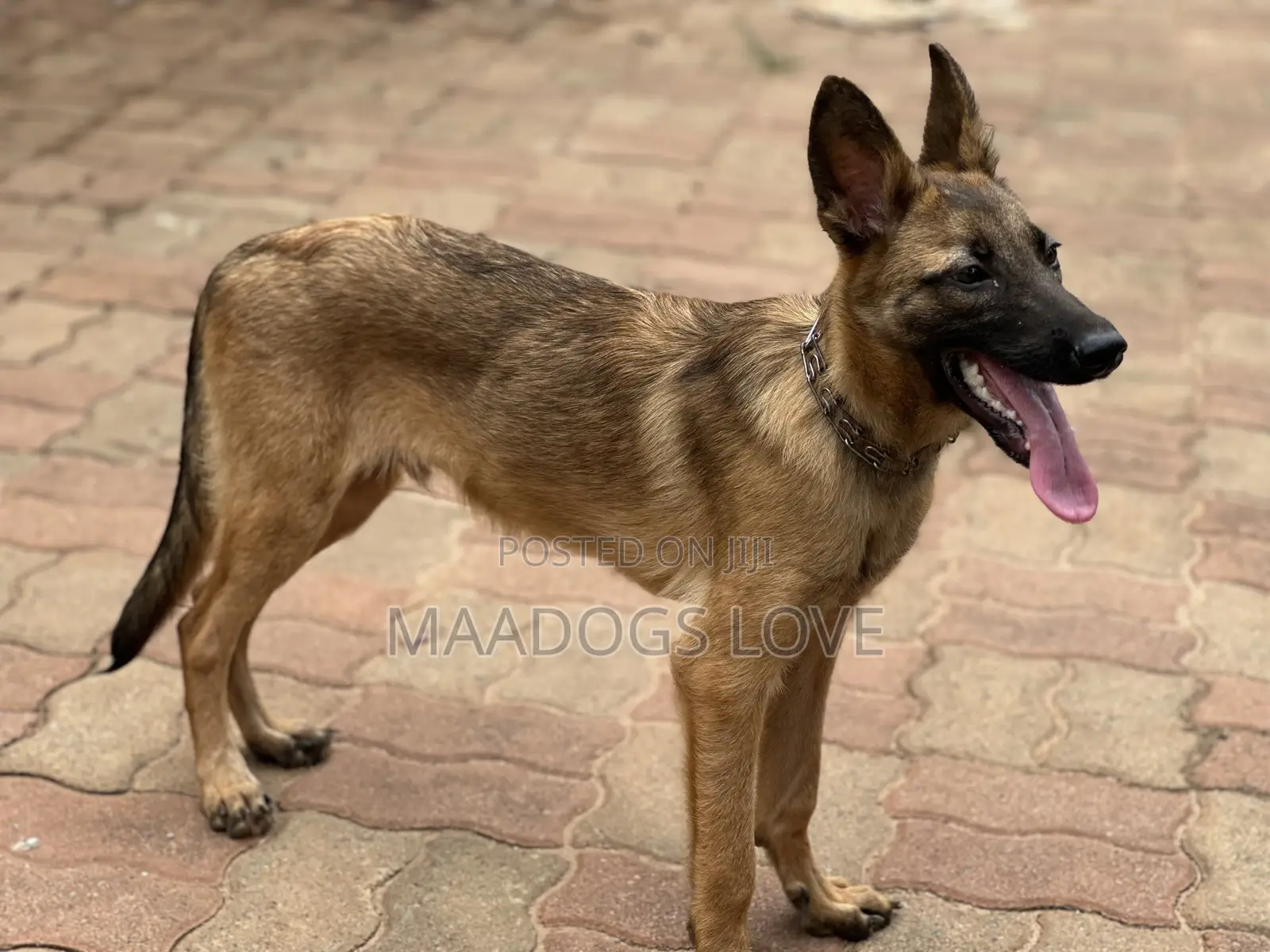 3-6 months Male Purebred Belgian Malinois