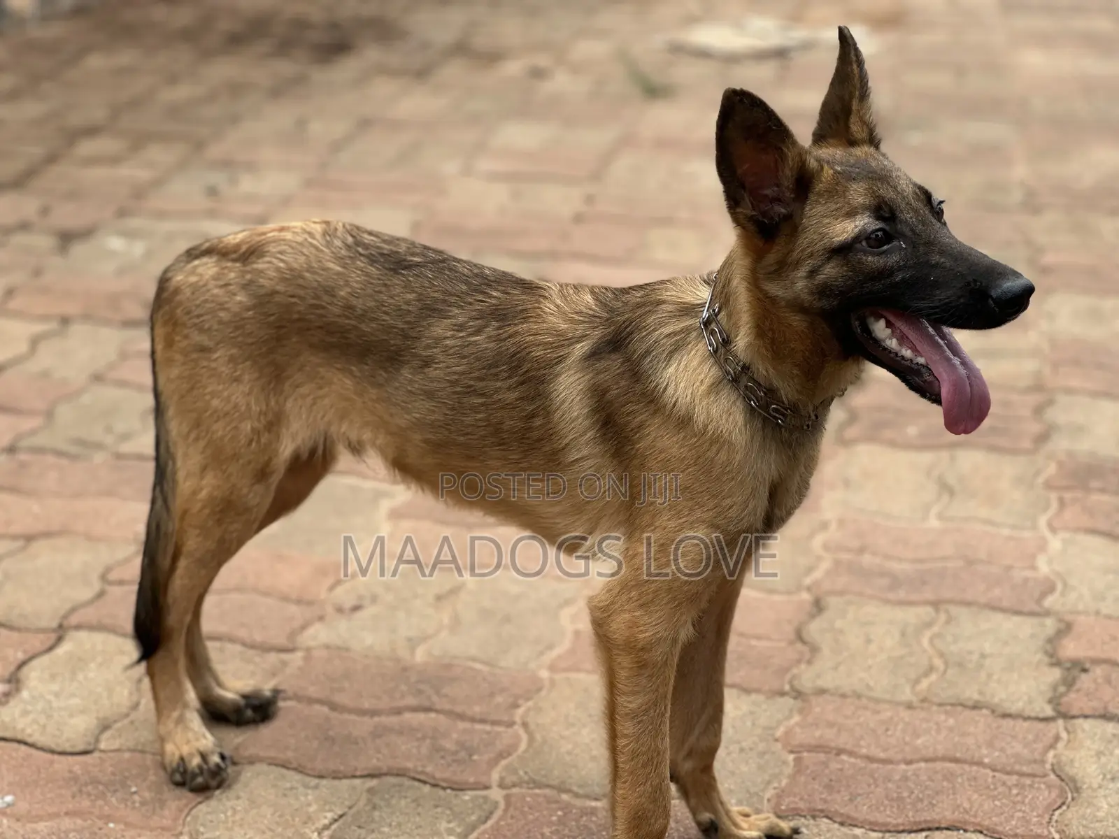 3-6 months Male Purebred Belgian Malinois