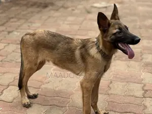 3-6 months Male Purebred Belgian Malinois