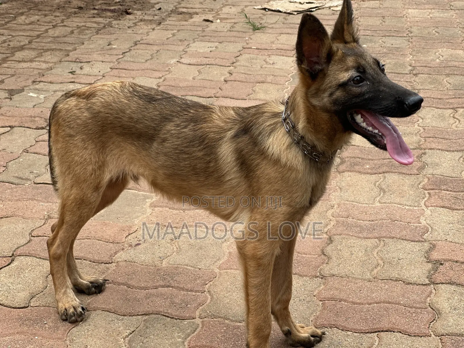 3-6 months Male Purebred Belgian Malinois