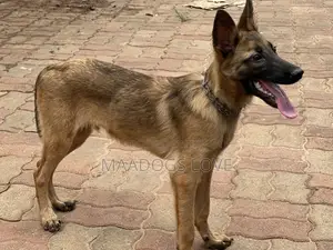 3-6 months Male Purebred Belgian Malinois