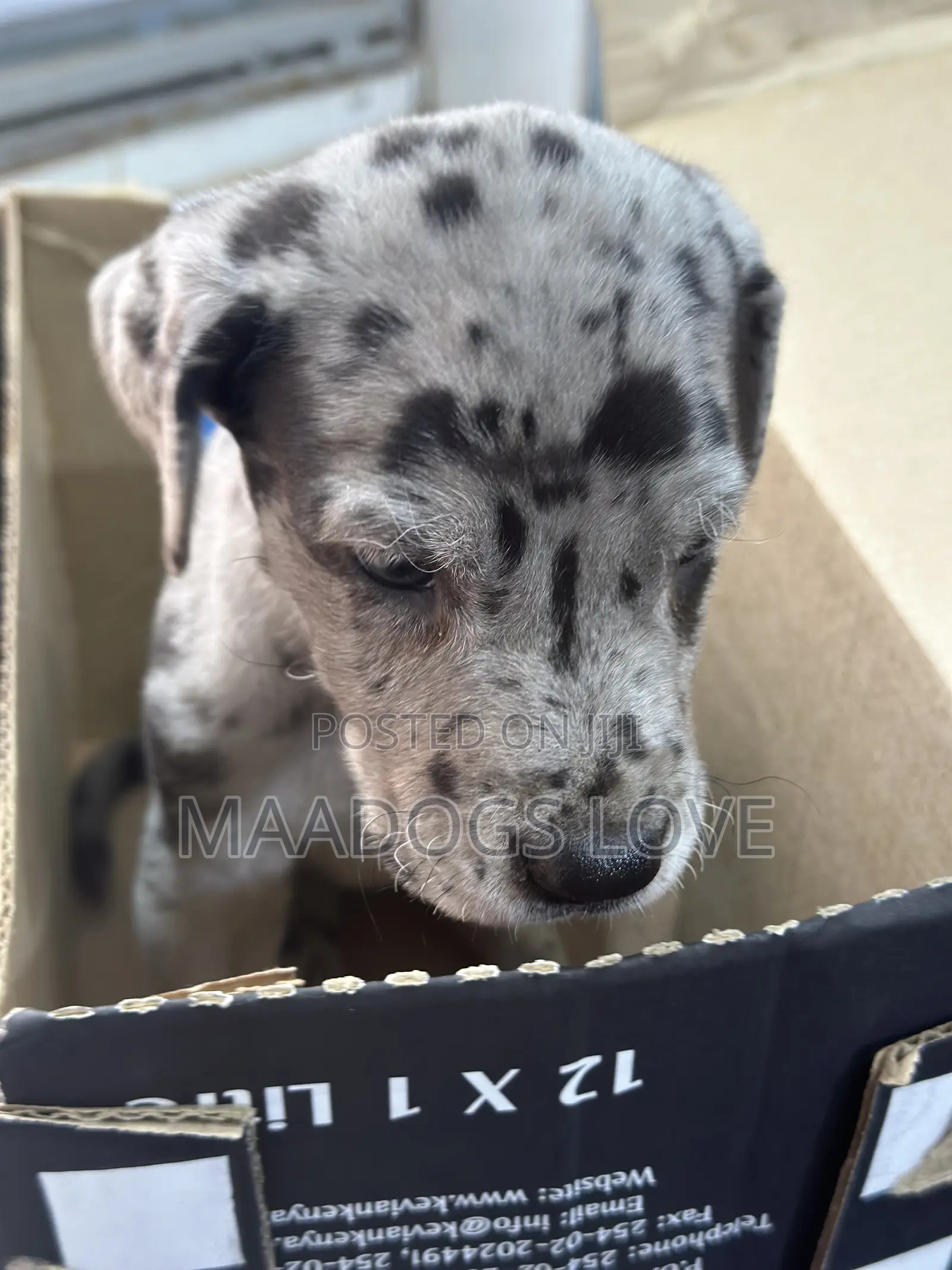 1-3 months Male Purebred Great Dane