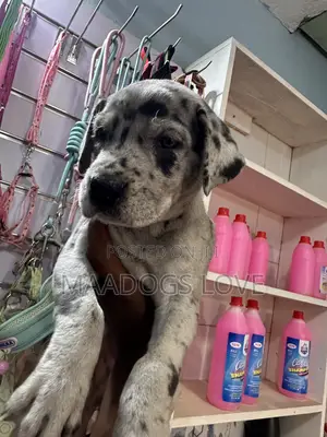 1-3 months Male Purebred Great Dane