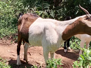 Nanny Boer Goat