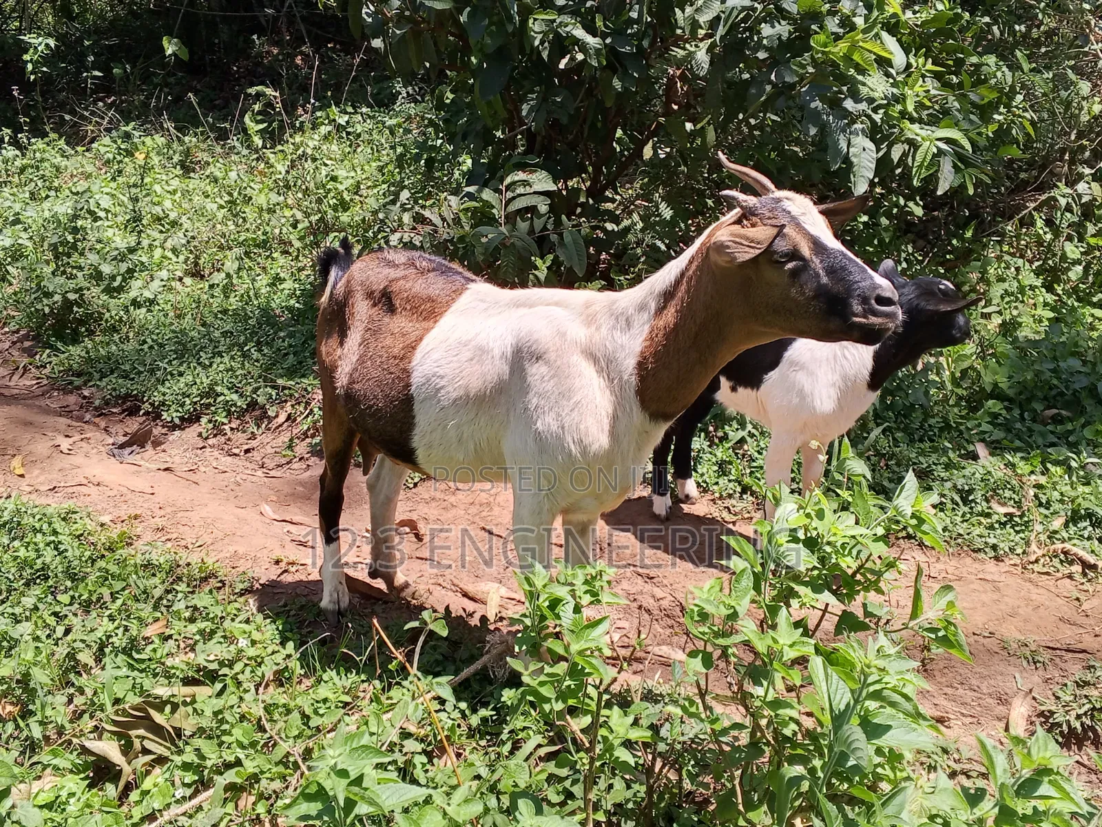 Nanny Boer Goat