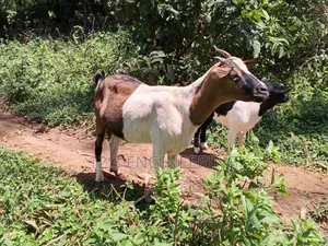 Nanny Boer Goat