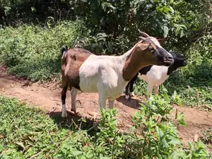 Nanny Boer Goat