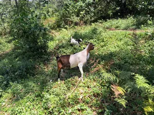 Nanny Boer Goat