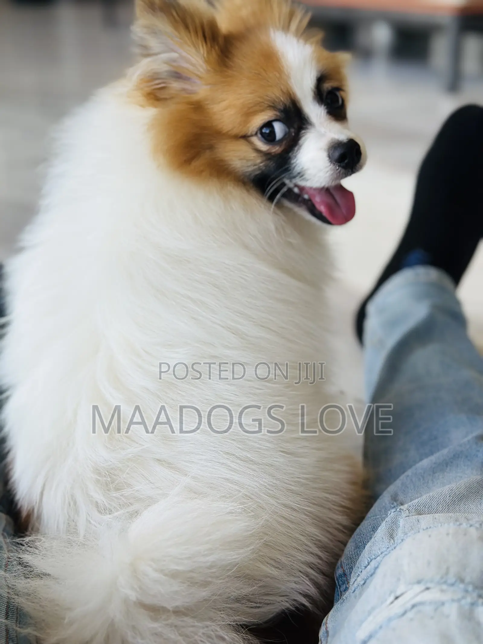 1-3 months Male Purebred Pomeranian
