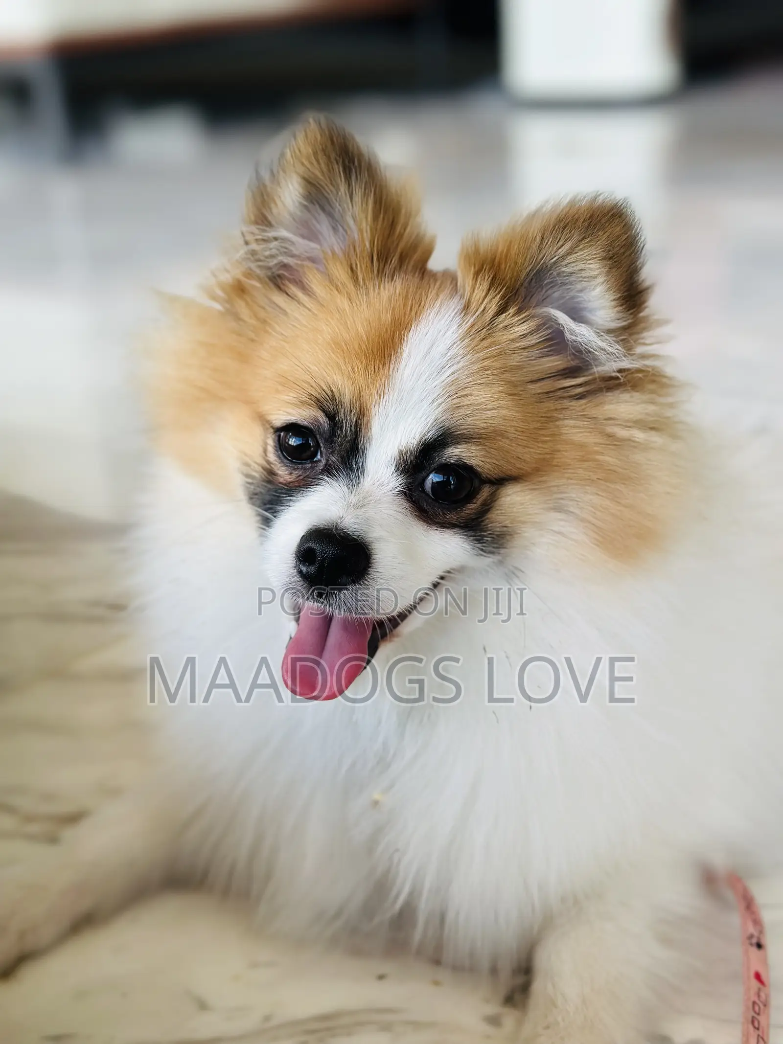 1-3 months Male Purebred Pomeranian
