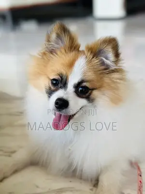 1-3 months Male Purebred Pomeranian