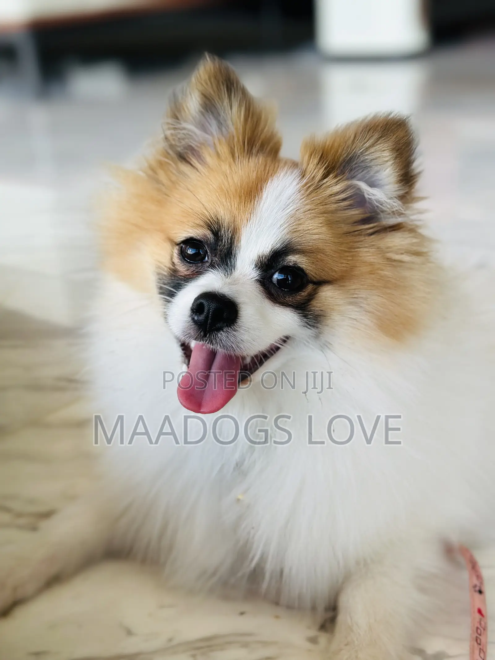 1-3 months Male Purebred Pomeranian