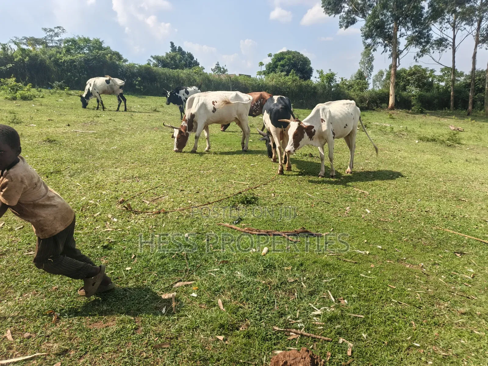 12acres of Afarmland on Sale in -Katooke Kyenjojo District