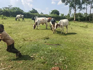 12acres of Afarmland on Sale in -Katooke Kyenjojo District