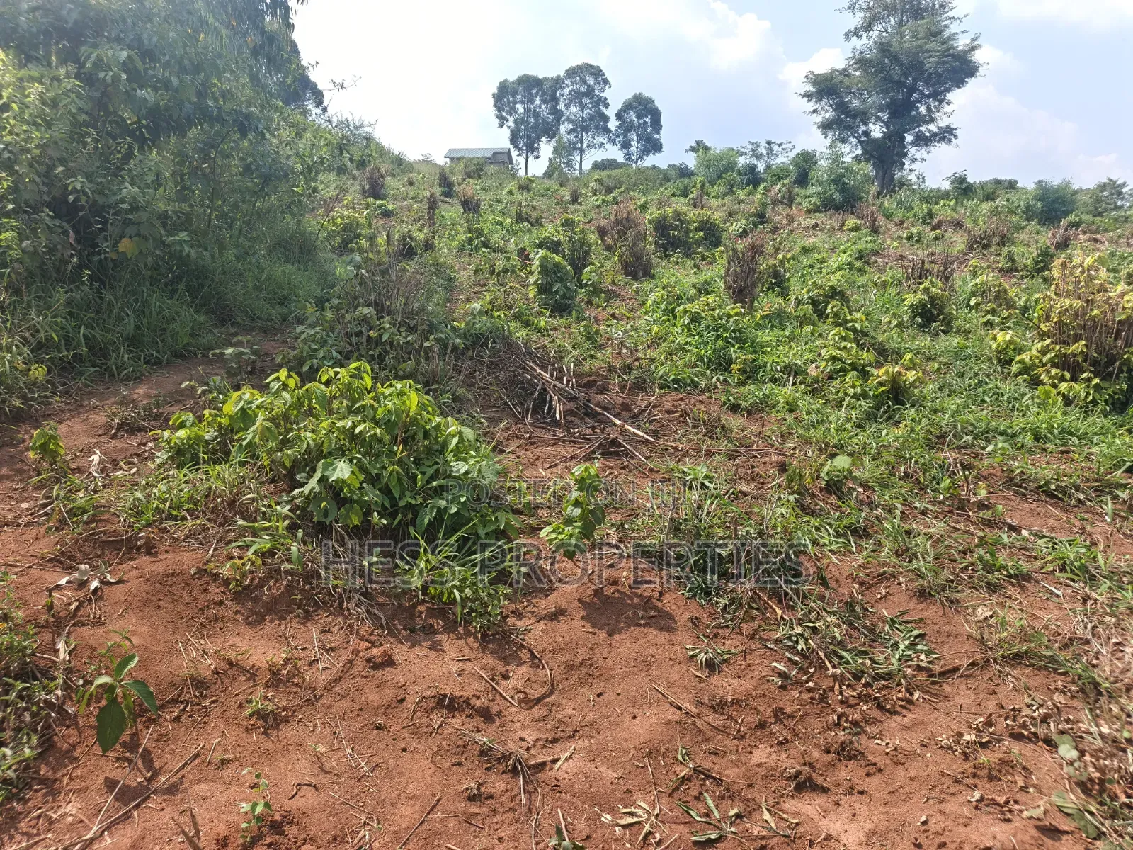 12acres of Afarmland on Sale in -Katooke Kyenjojo District