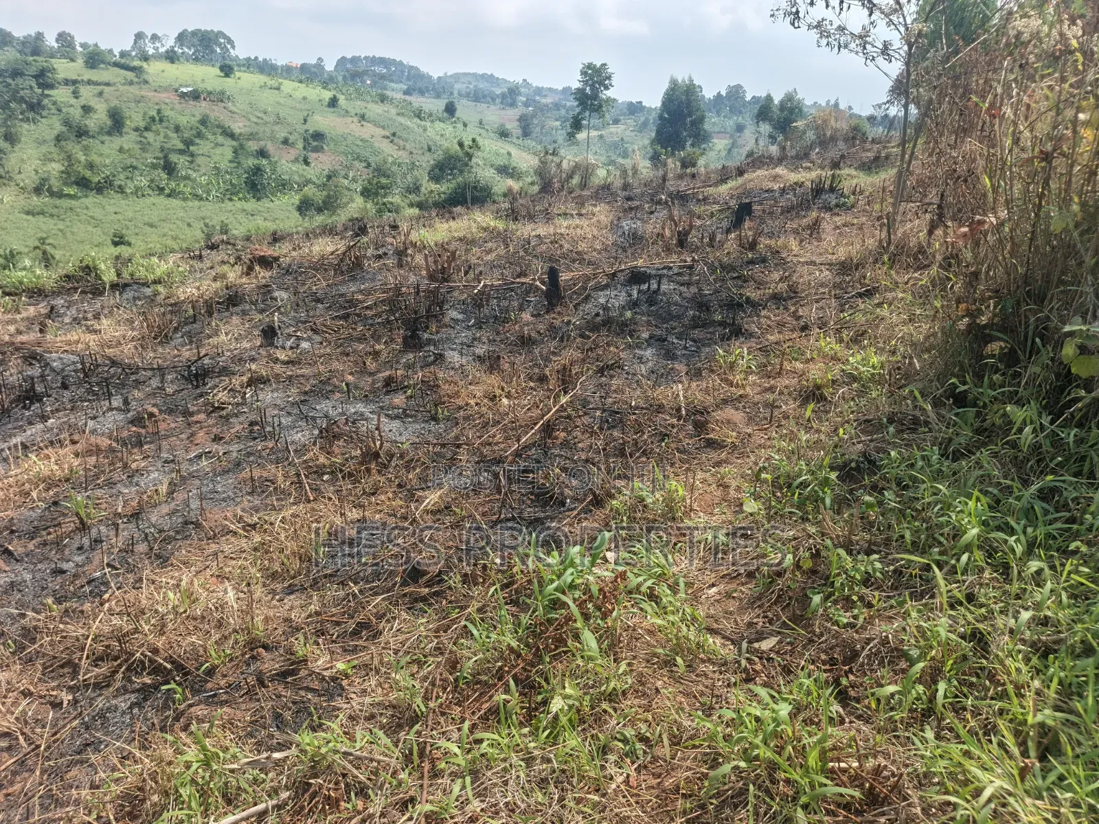 12acres of Afarmland on Sale in -Katooke Kyenjojo District