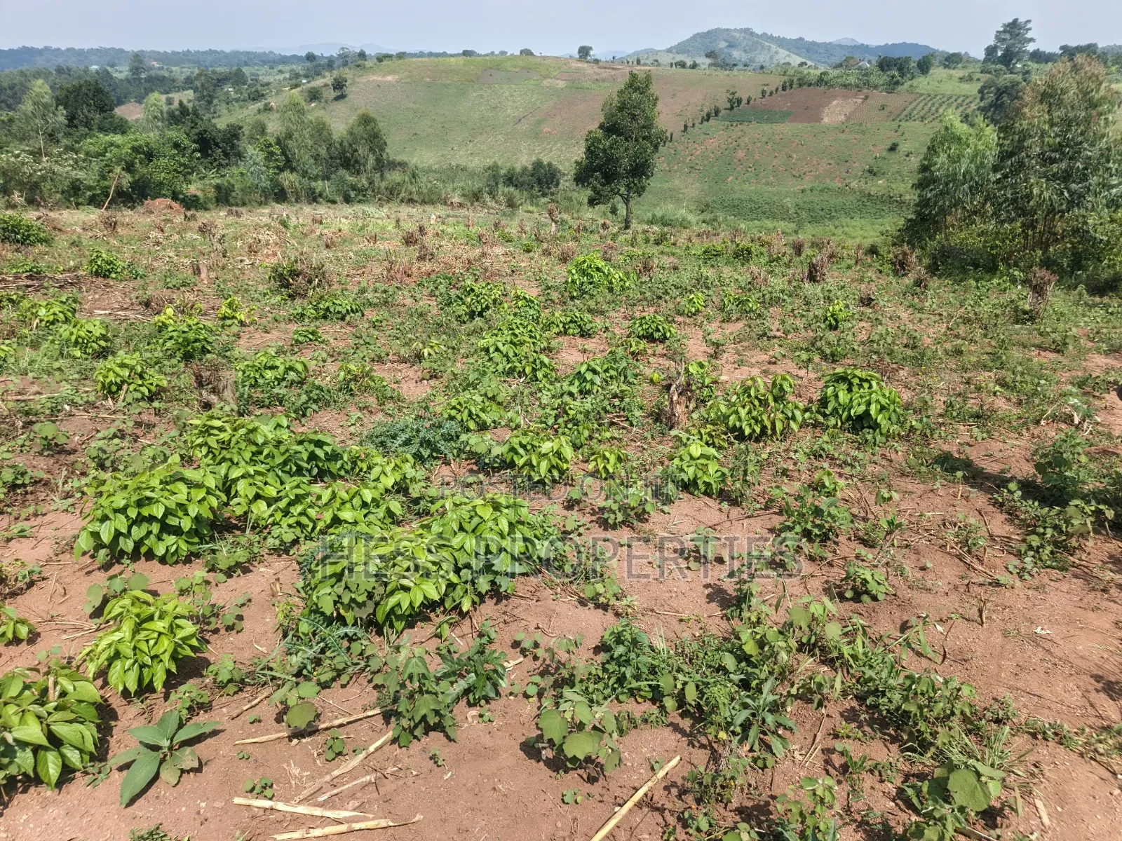 12acres of Afarmland on Sale in -Katooke Kyenjojo District