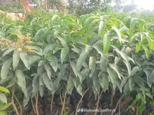 Dwarf Mangoes Seed