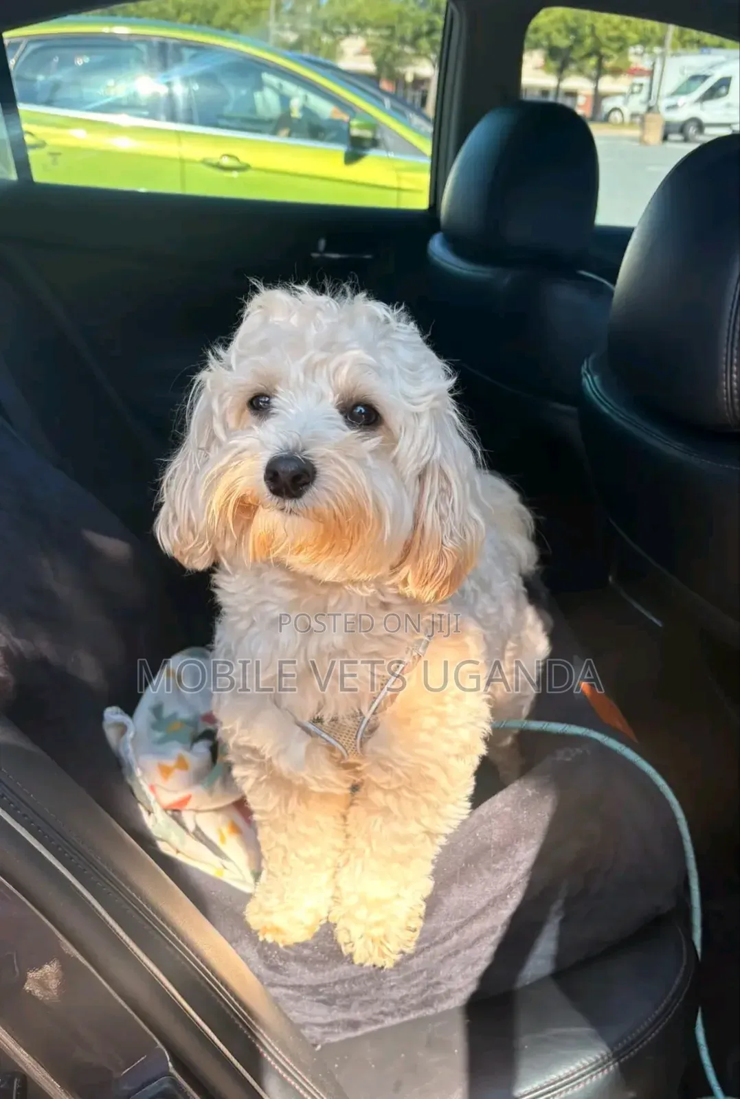 1-3 months Female Purebred Maltese