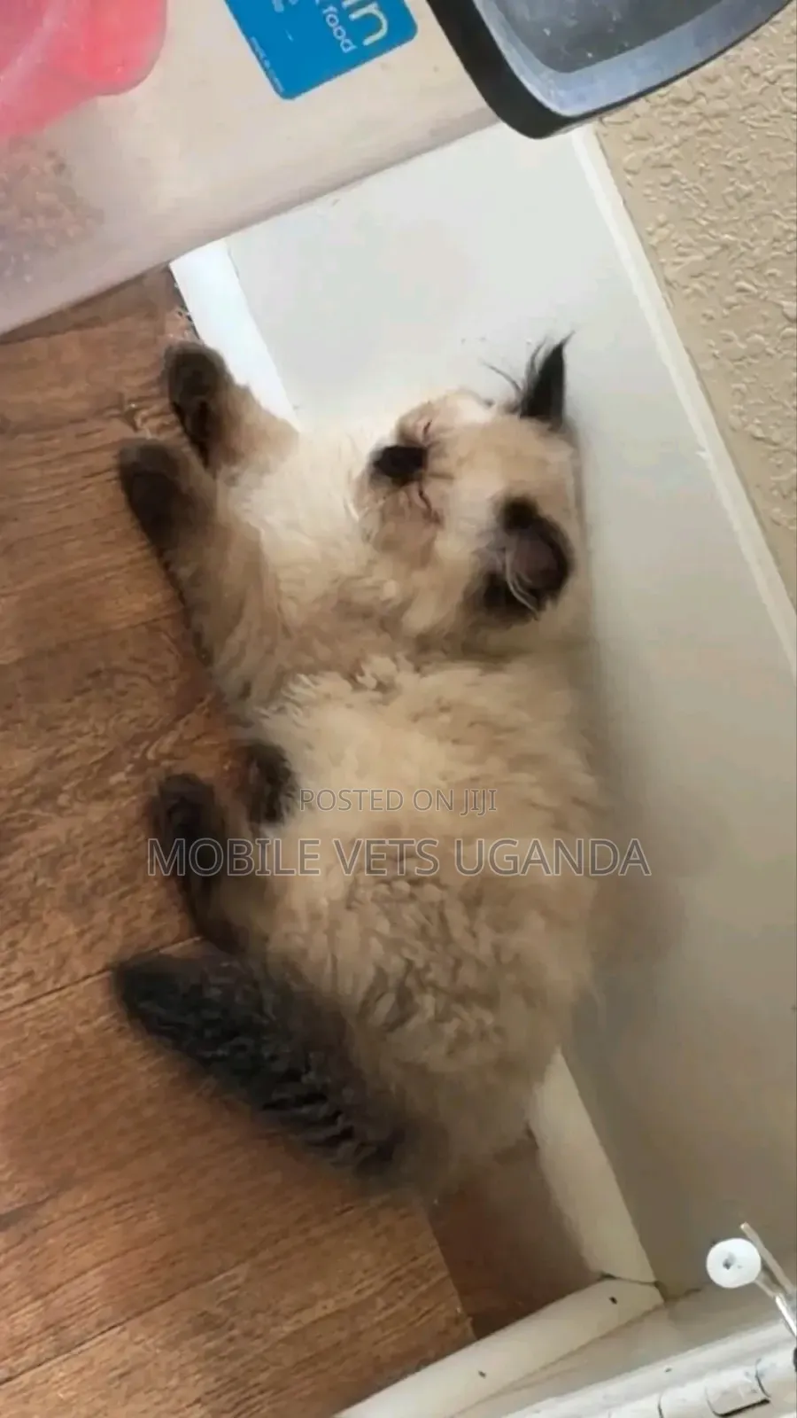 1-3 months Male Purebred Ragdoll