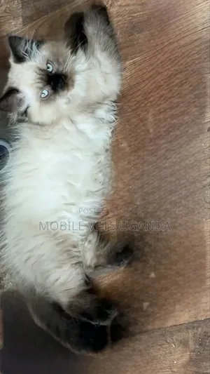 3-6 months Female Purebred Ragdoll