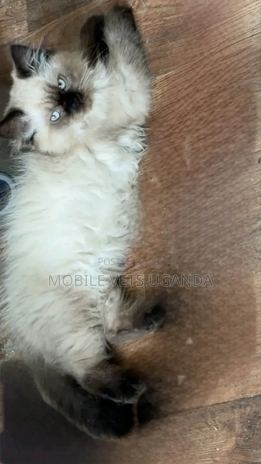 3-6 months Female Purebred Ragdoll