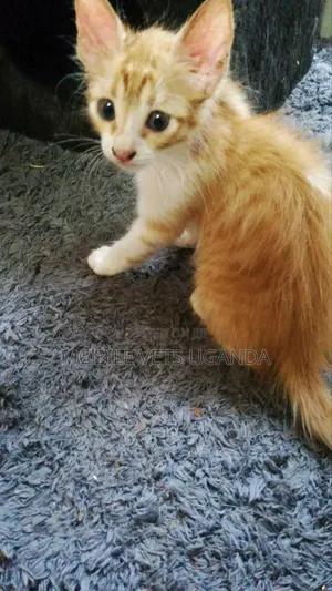 1-3 months Male Purebred Exotic