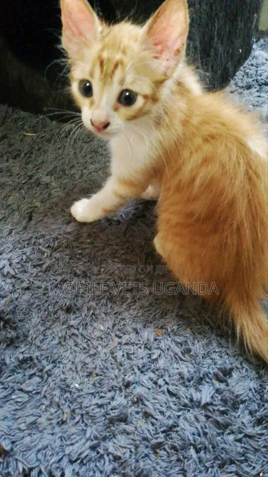 1-3 months Male Purebred Exotic
