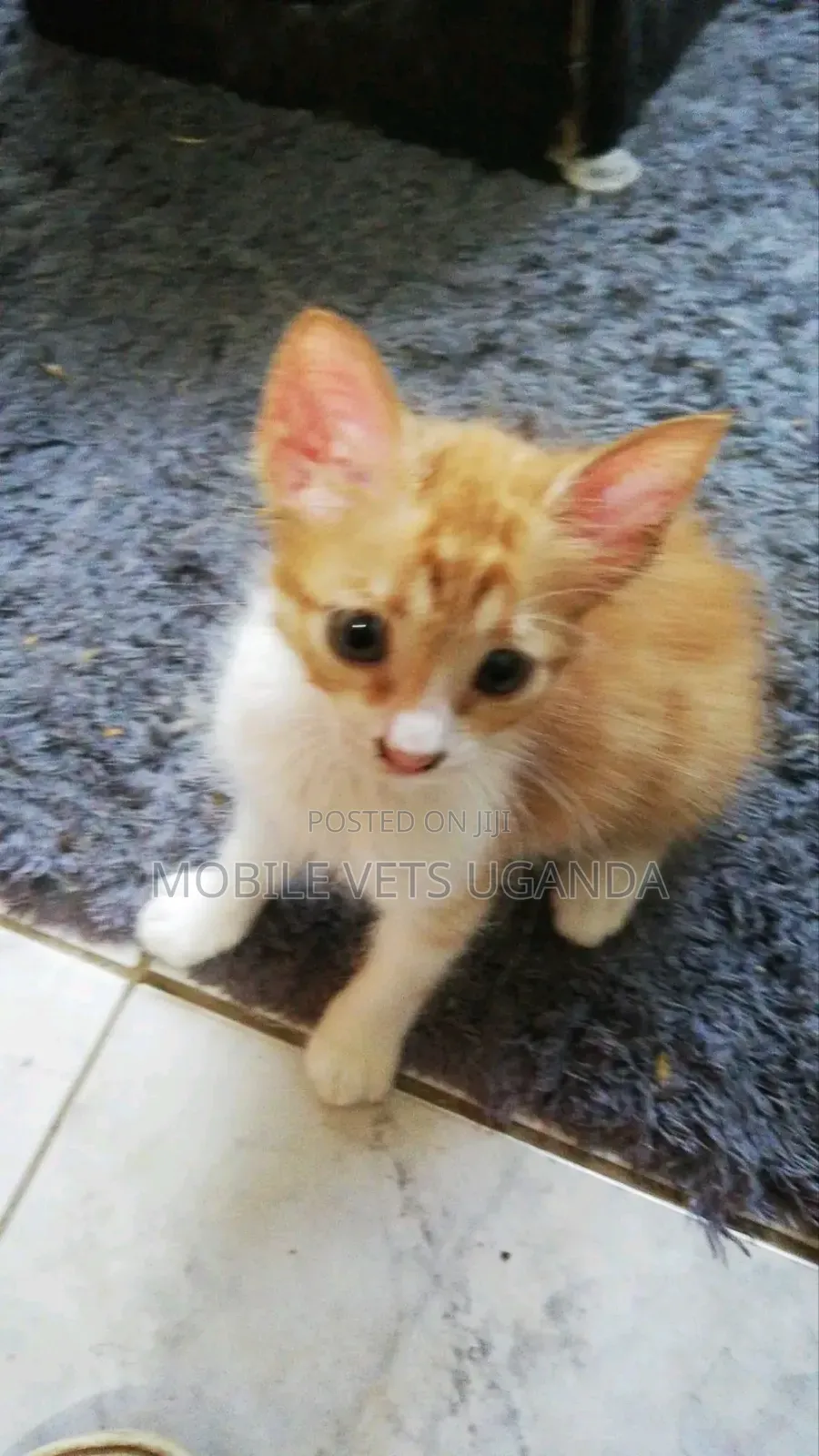 1-3 months Female Purebred Bombay