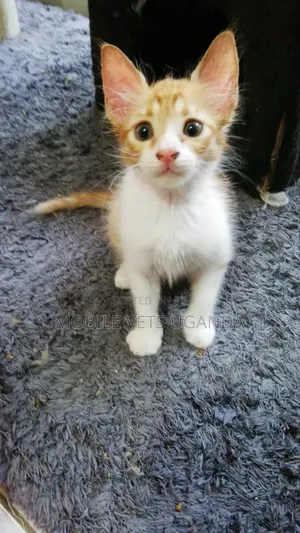 0-1 month Female Purebred Exotic