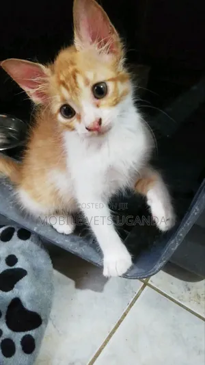 1-3 months Female Purebred Exotic