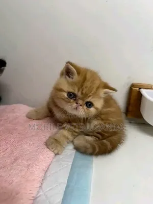 0-1 month Male Purebred Persian