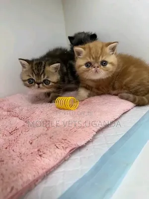 1-3 months Female Purebred Persian