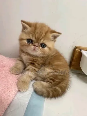 1-3 months Female Purebred Persian