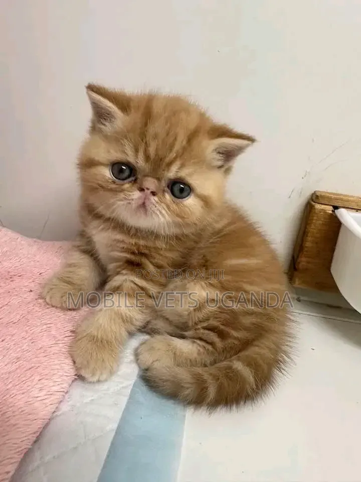 1-3 months Female Purebred Persian