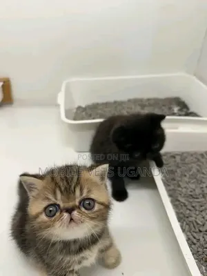 3-6 months Female Purebred Persian